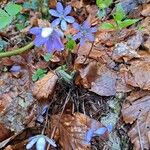 Hepatica nobilis Flower