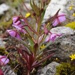 Epilobium conspersum Агульны выгляд