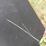 Festuca vasconcensis Flor