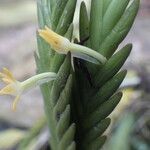 Angraecum podochiloides Flower