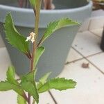 Capraria biflora 花