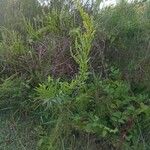 Solidago chilensis Hábito