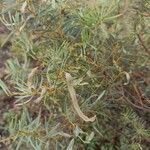 Acacia retinodes Плод