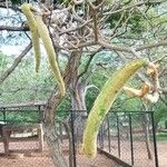 Handroanthus chrysanthus Fruit