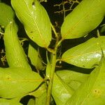 Nectandra membranacea Feuille