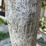 Euonymus japonicus 樹皮