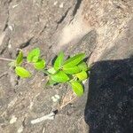 Macrotyloma axillare Leaf