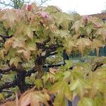 Acer buergerianum Anders