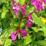 Clarkia unguiculata Blüte