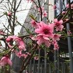 Prunus persica Flower