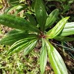 Ayapana triplinervis Leaf