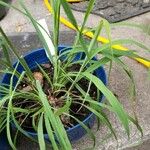 Andropogon gerardi Leaf