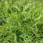 Vicia parviflora Leaf