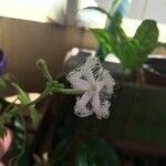 Trichosanthes cucumerina Blüte