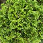 Chamaecyparis obtusa Hoja