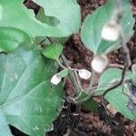 Scutellaria purpurascens Frucht