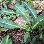 Goodyera oblongifolia Leaf