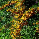 Pyracantha angustifolia Ffrwyth