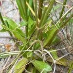 Centaurium littorale Écorce