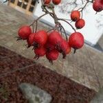 Crataegus persimilis Fruit