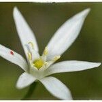 Ornithogalum umbellatum Flower