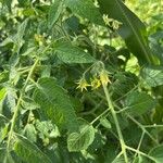 Solanum pimpinellifolium Kvet