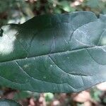 Microdesmis puberula Leaf