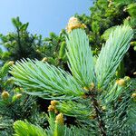 Picea engelmannii ഇല