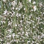 Retama raetam Fleur