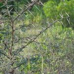 Vachellia xanthophloea Rinde