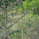 Vachellia xanthophloea बार्क (छाल)