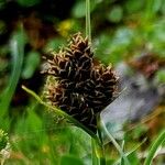 Carex parviflora Kwiat