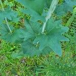 Arnoglossum atriplicifolium Leaf