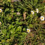 Bellis perennis 花