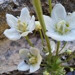Parnassia palustris Kvet