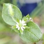 Stellaria mediaKvet