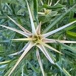 Centaurea calcitrapa Прочее