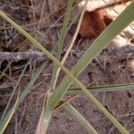 Panicum racemosum Leaf