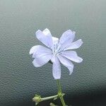 Cichorium intybusFlower