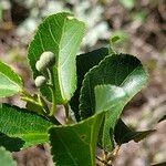 Grewia occidentalis Leaf