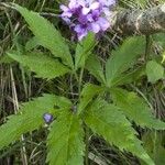 Cardamine pentaphyllos 花