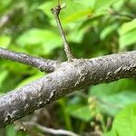 Pourthiaea villosa خشب