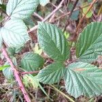 Rubus senticosus Blad