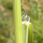 Diplachne fusca Ekosanga