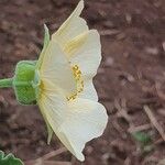 Abutilon grandiflorum Çiçek