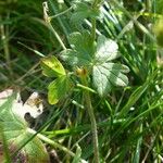 Geranium pyrenaicum Leaf