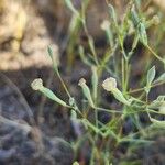 Silene bupleuroides Çiçek
