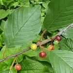 Frangula alnus Fruit