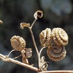 Medicago rugosa Frukt