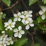 Prunus mahaleb Blüte